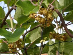 minis_kiwis_1_20211127_1891526911